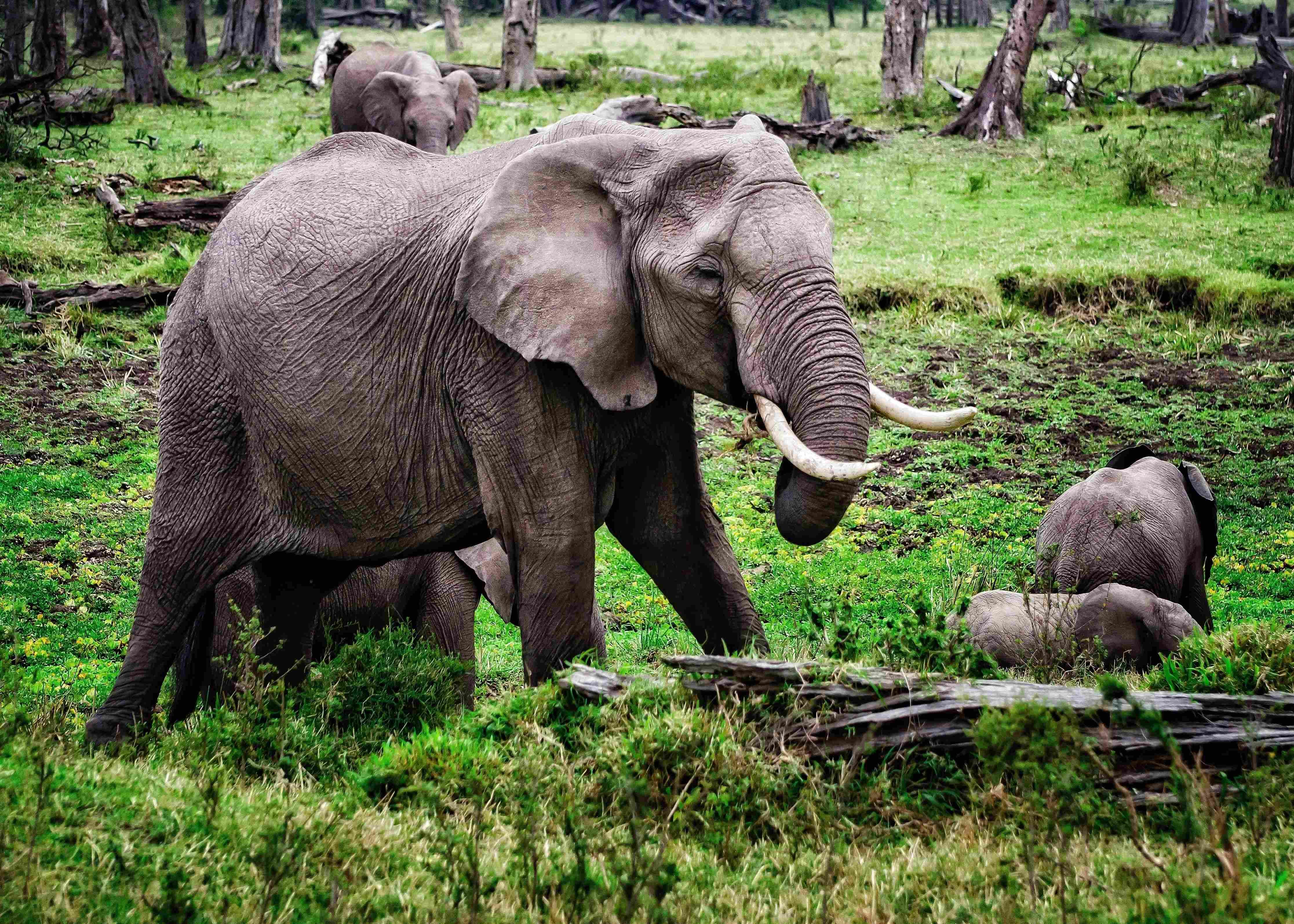 The Ultimate African Adventure: Discover New Experiences with Alika Adventures